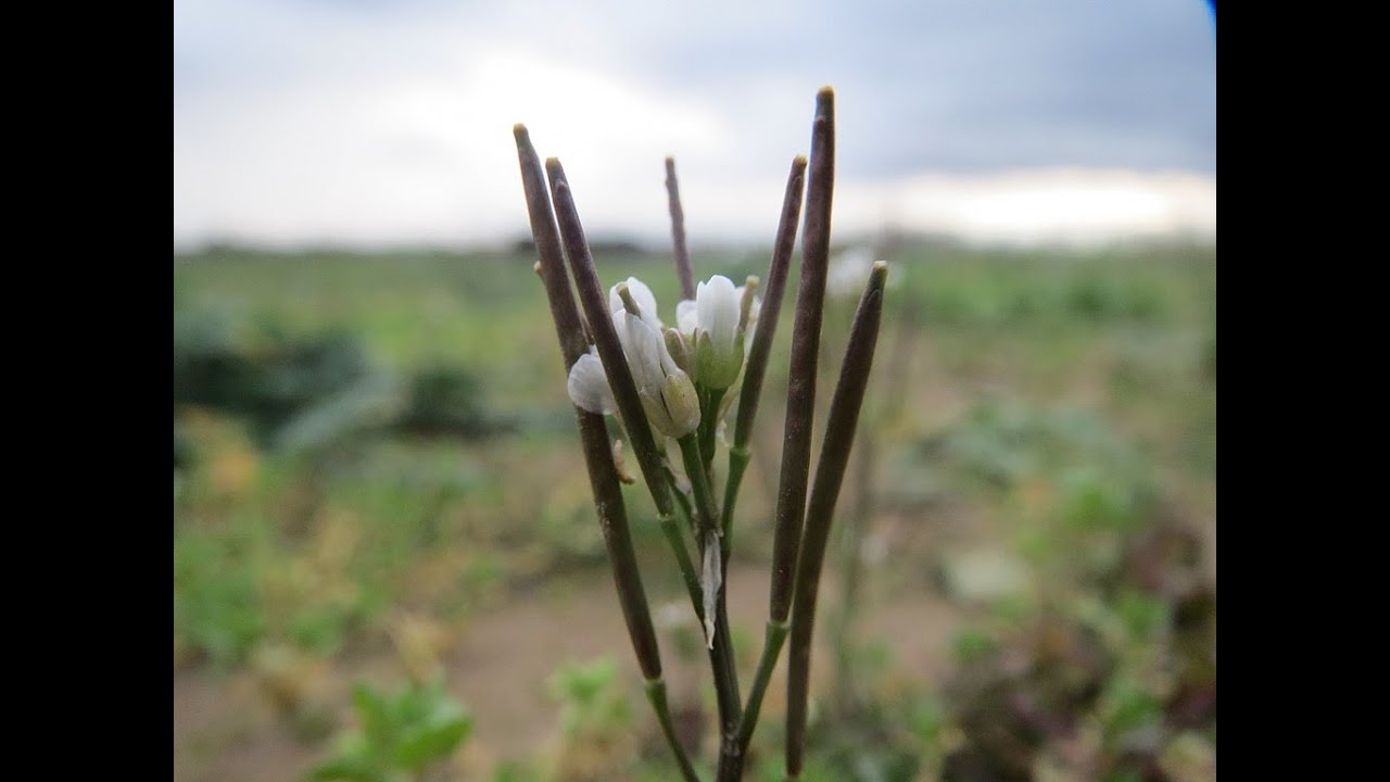 La cardamine hirsute - Trèfle et Pissenlit