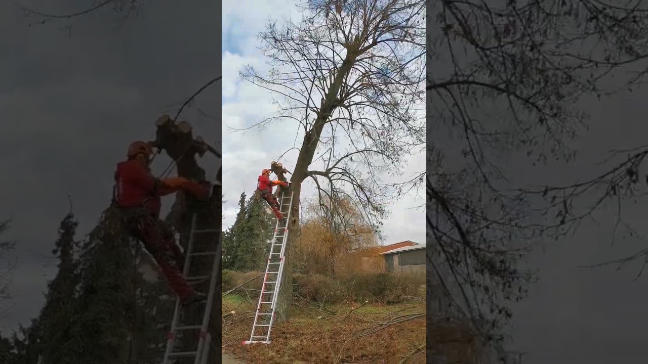 Rückschnitt einer Linde
