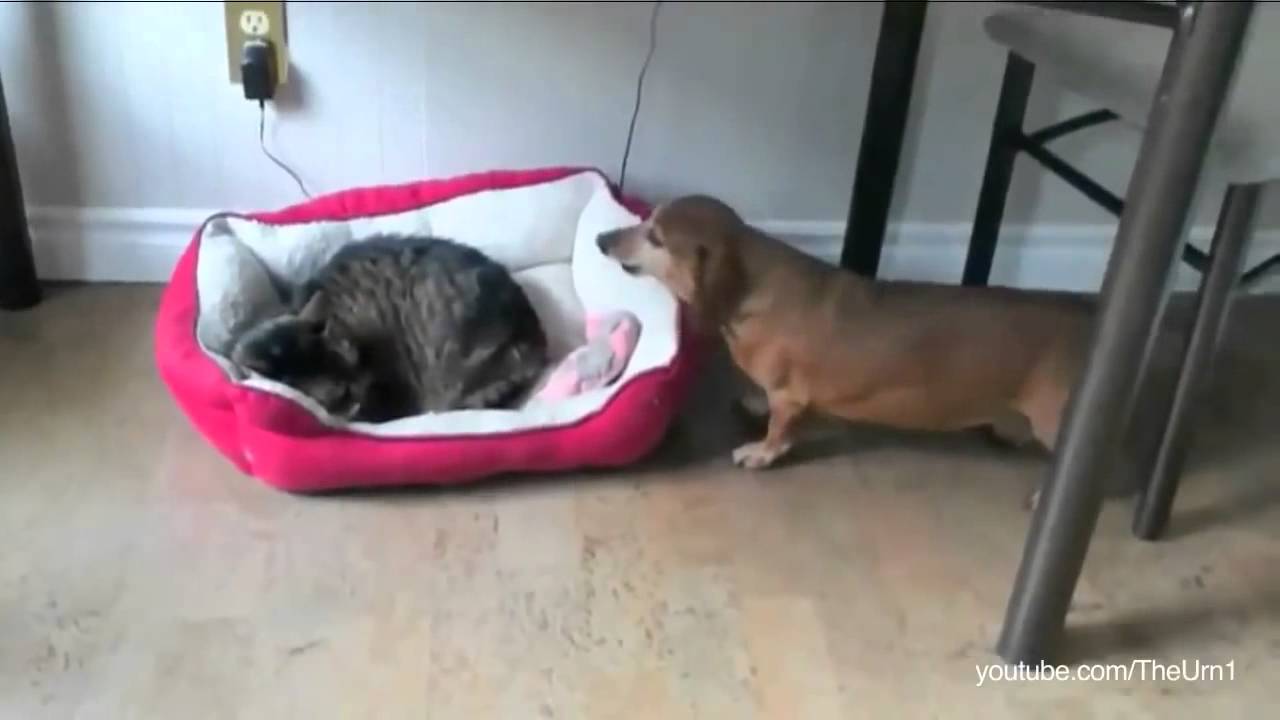 Cats Stealing Dog Beds and Titanic YouTube