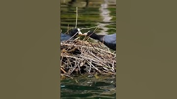 The wild duck couple is helping each other to strengthen their nest #shorts #birdnest #wildducks