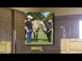 Hollywood Dun It - 2012 American Quarter Horse Hall of Fame Inductee