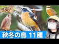 ジョウビタキ登場！秋冬は鳥がいっぱい♪【野鳥撮影vlog】