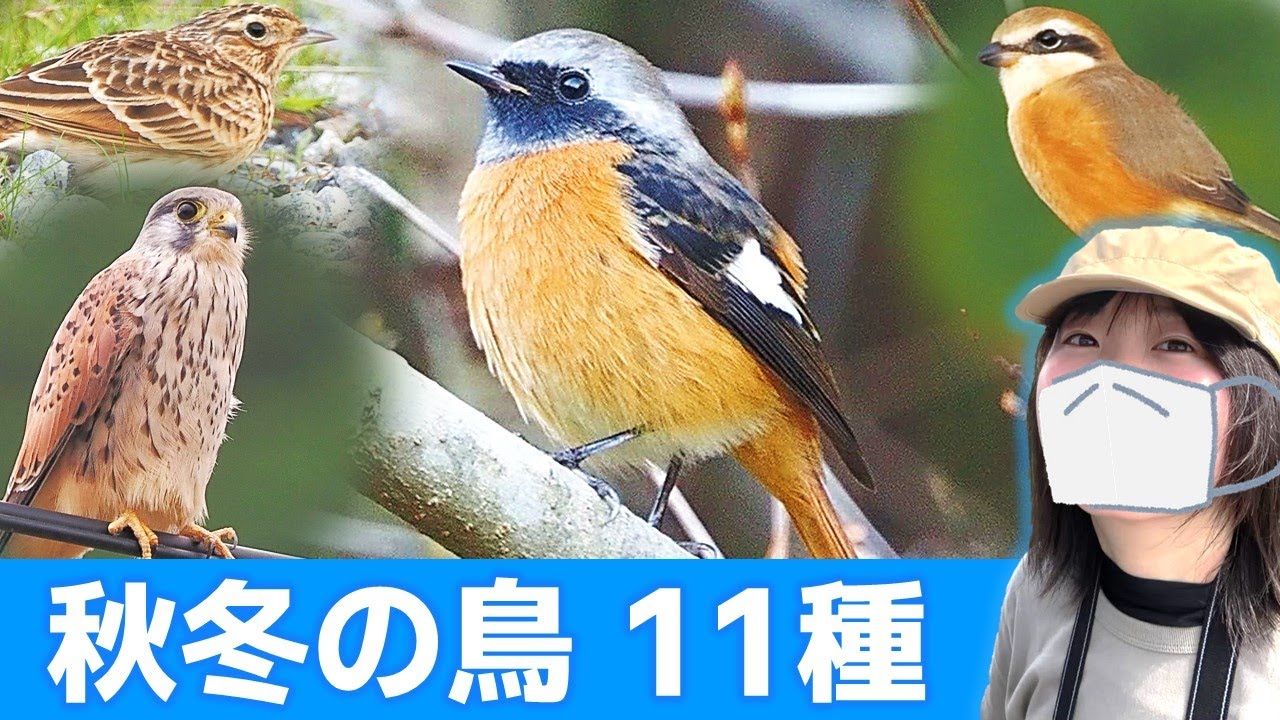 ジョウビタキ登場！秋冬は鳥がいっぱい♪【野鳥撮影vlog】