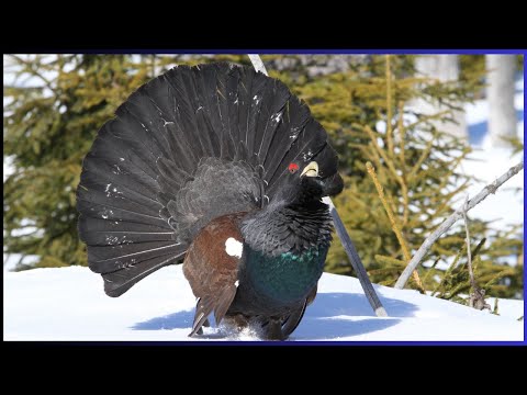 🟢WATCH IN THIS VIDEO: THE INCREDIBLE REPRODUCTIVE LIFE OF THE GREAT TETRAZ (CAPERCAILLIE)