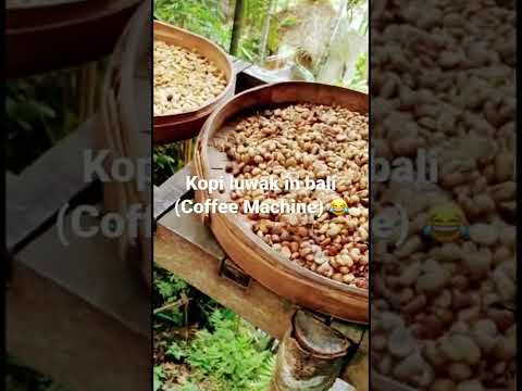 Luwak coffee in Bali