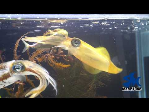 釣ったイカを餌付けして飼育してみた　釣魚飼育#10