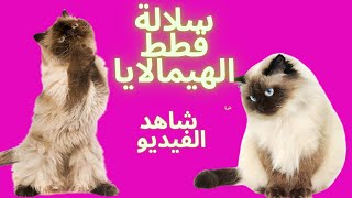 قطط الهيمالايا|سلالة قطط الهيمالايا|معلومات وحقائق عن سلالة القطط الهيمالايا| شاهد الفيديو