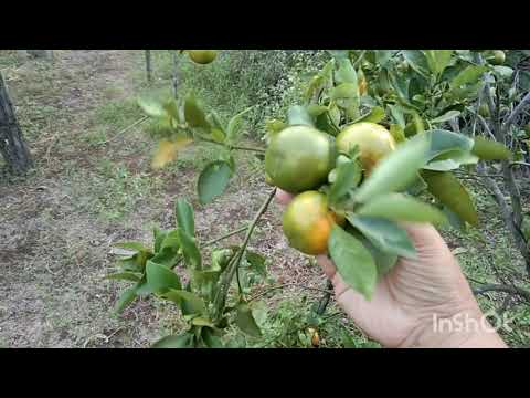 วีดีโอ: ต้นส้มสำหรับโซน 9 - พันธุ์ส้มที่เติบโตในสภาพอากาศโซน 9