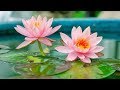 Mantra pushpam the flower of vedic chants  with lyrics  yo pam pushpam veda  morning chants