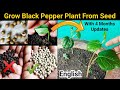 正しい種から黒胡椒を育てる方法：農家のSECREATメソッドが大いに盛り上がりました