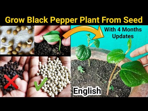 How to grow Black Pepper from Right seeds : Farmer&rsquo;s SECREAT method reveled
