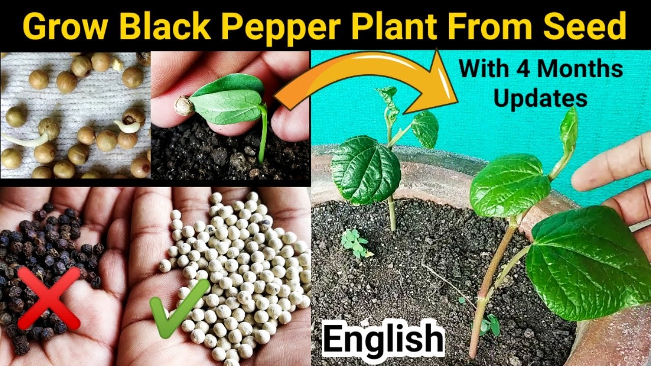 to grow Pepper from Right seeds : Farmer's SECREAT - YouTube