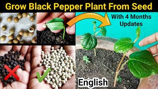 How to grow Black Pepper from Right seeds : Farmer