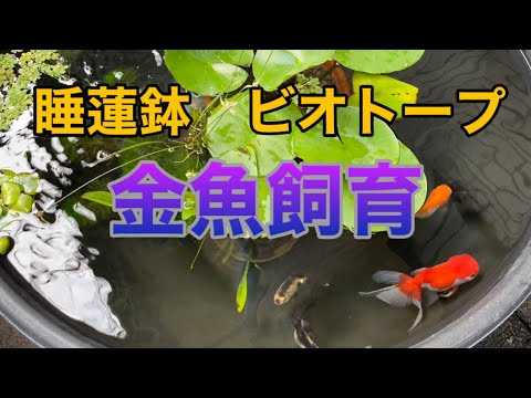 陶器 鉢 オランダ獅子頭 金魚 蟹 小物入れ キャンディポット Amazon.co.jp: 金魚鉢 おしゃれ 陶器 メダカ鉢 睡蓮鉢 和風