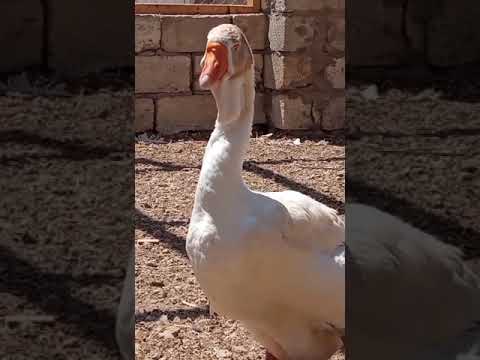 Xalmaqor qazlarımız.гуси Холмогоры
