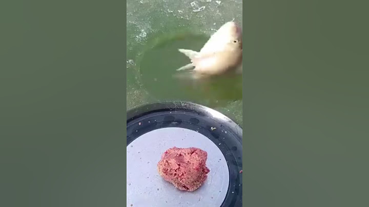 صيد الأسماك من تحت الجليد
