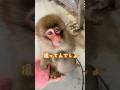 訓練の中、天才がとった行動とは一体... #monkey #animals #Shorts #お猿さん #癒やし #ショート