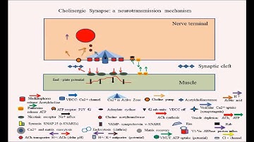 Acetylcholine release a radical change proposed
