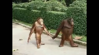 Animals Acting like Humans #1 • Reddit Compilation
