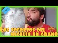 🥇Cómo hacer MICELIO EN GRANO, SECRETOS que jamás cuentan🤓