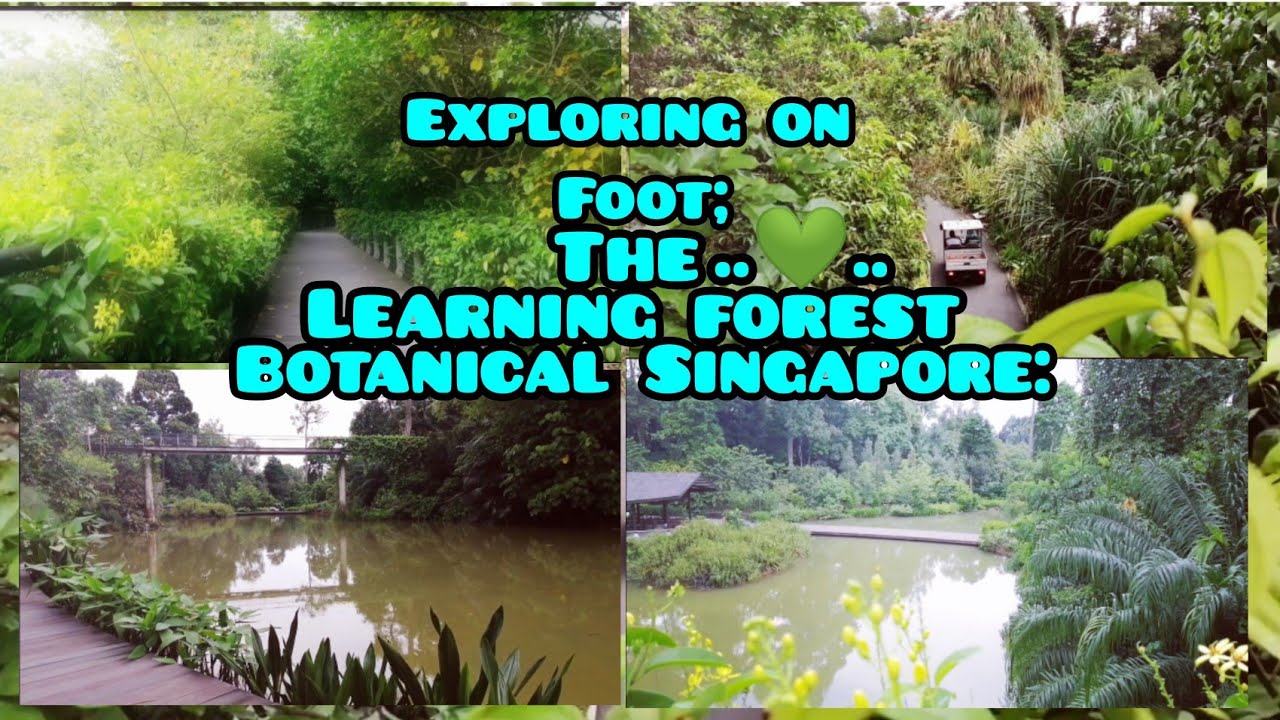 Exploring The Learning forest Part at botanical Garden|Singapore - YouTube