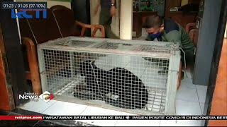 Berkeliaran Dekat Permukiman, Seekor Macan Kumbang Tertangkap Petugas BKSDA Serang - SIP 17/12