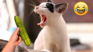 The FUNNIEST pet Videos Of 2024😂||BEST Compilation 🤣#funny