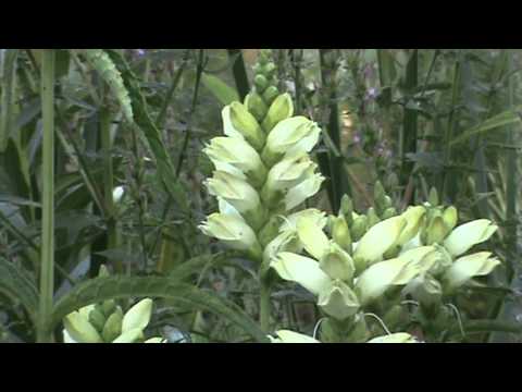 Minnesota Native Plant - White Turtlehead (Chelone Glabra)