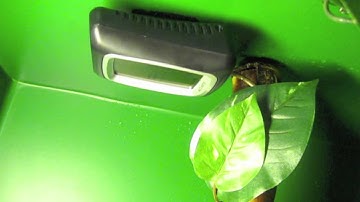 Update on Cosmo (Biak Green Tree Python)