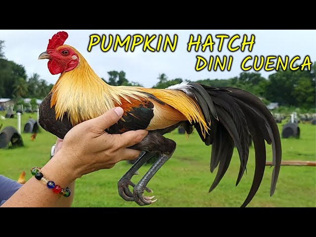 PUMPKIN HATCH DINI CUENCA class=