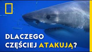 ATAKI REKINÓW: zbadali, dlaczego rekiny stają się coraz bardziej agresywne | National Geographic
