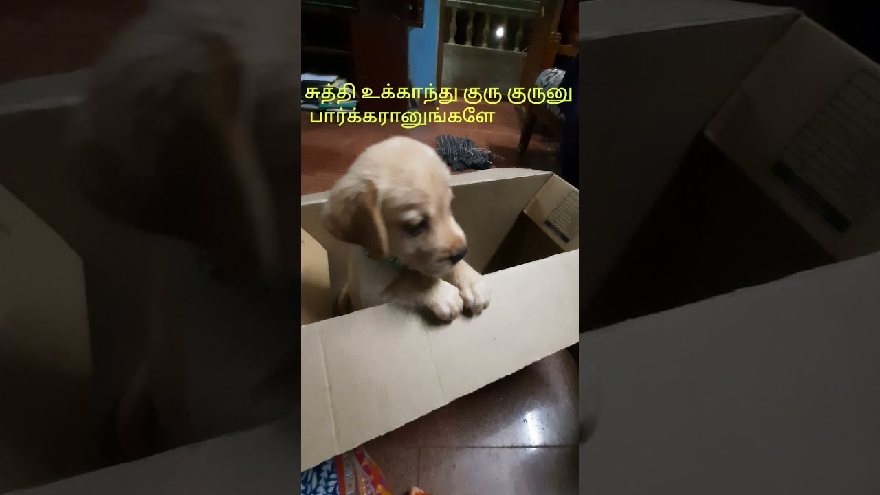 Labarador puppy reaction when kept inside a box