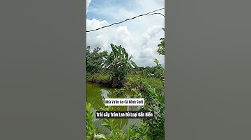 Nhà Kiên Cố Sân Vườn 2.000m2 View Ruộng Lúa Đường Xe Tải Vivu Khu Dân Cư#bds#nhavuon