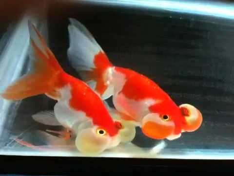 水泡眼二匹 Youtube 水泡眼二匹 Youtube