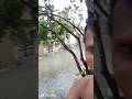 barish ki Pani Se Gali doob gai video Manu Kullu