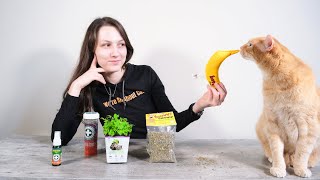 Top 5 Best Catnip Products (We Tried Them All)