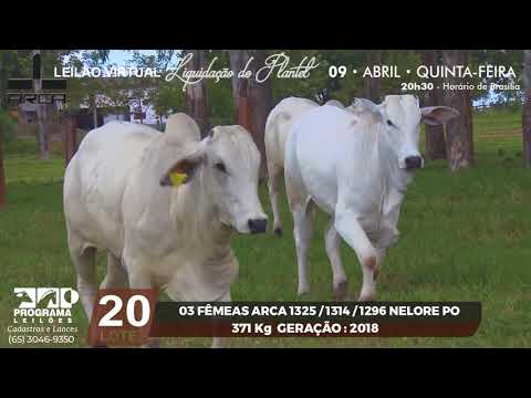 LOTE 20