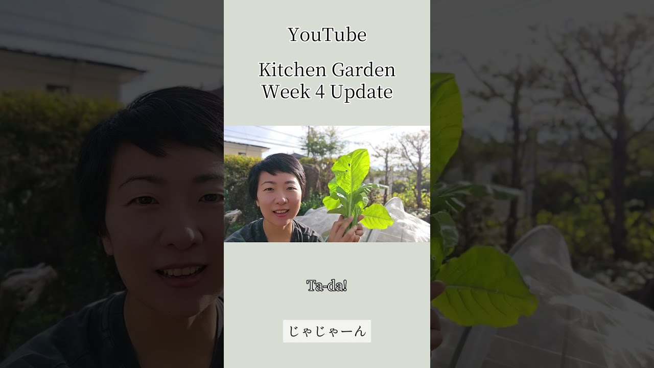 キッチンガーデンWeek 4アップデート🌱全編は概要欄のリンクから