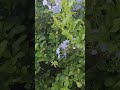 flores celestes #arbustos #arbusto  #jardines #plants #plantas #garden #trepadora