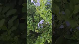 flores celestes #arbustos #arbusto  #jardines #plants #plantas #garden #trepadora