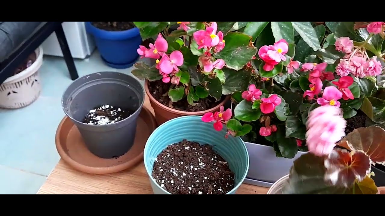 🌸BEGONYA ÇİÇEĞİ ÇOĞALTMA                  🌸SAKSI DEĞİŞİMİ TOPRAĞI VE BESLENMESİ #flowers #plants 