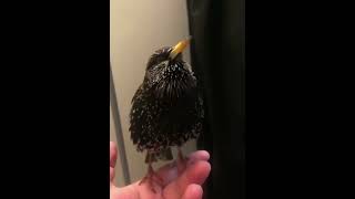 Bird makes sounds similar to R2 D2