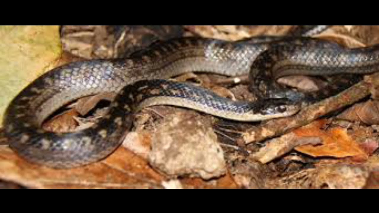 amazing facts about the world in hindi| snake | Dangerous and rare snake in the world |