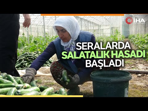 Tokat'ta Seralarda Salatalık Hasadı Başladı