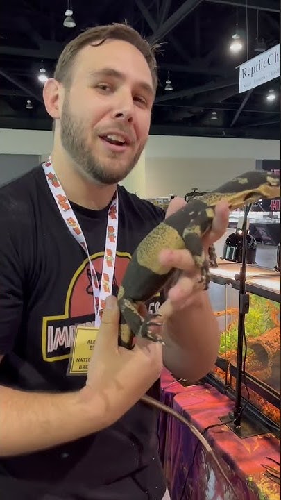 bells-phase-lace-monitor-at-the-daytona-national-reptile-breeders-expo