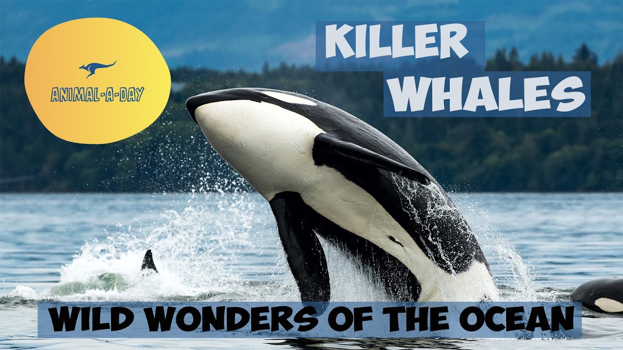 A Journey into the World of Killer Whales - YouTube