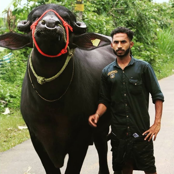 #Sulthan#Sadham#Husain                     #Kerala  bulls 💥