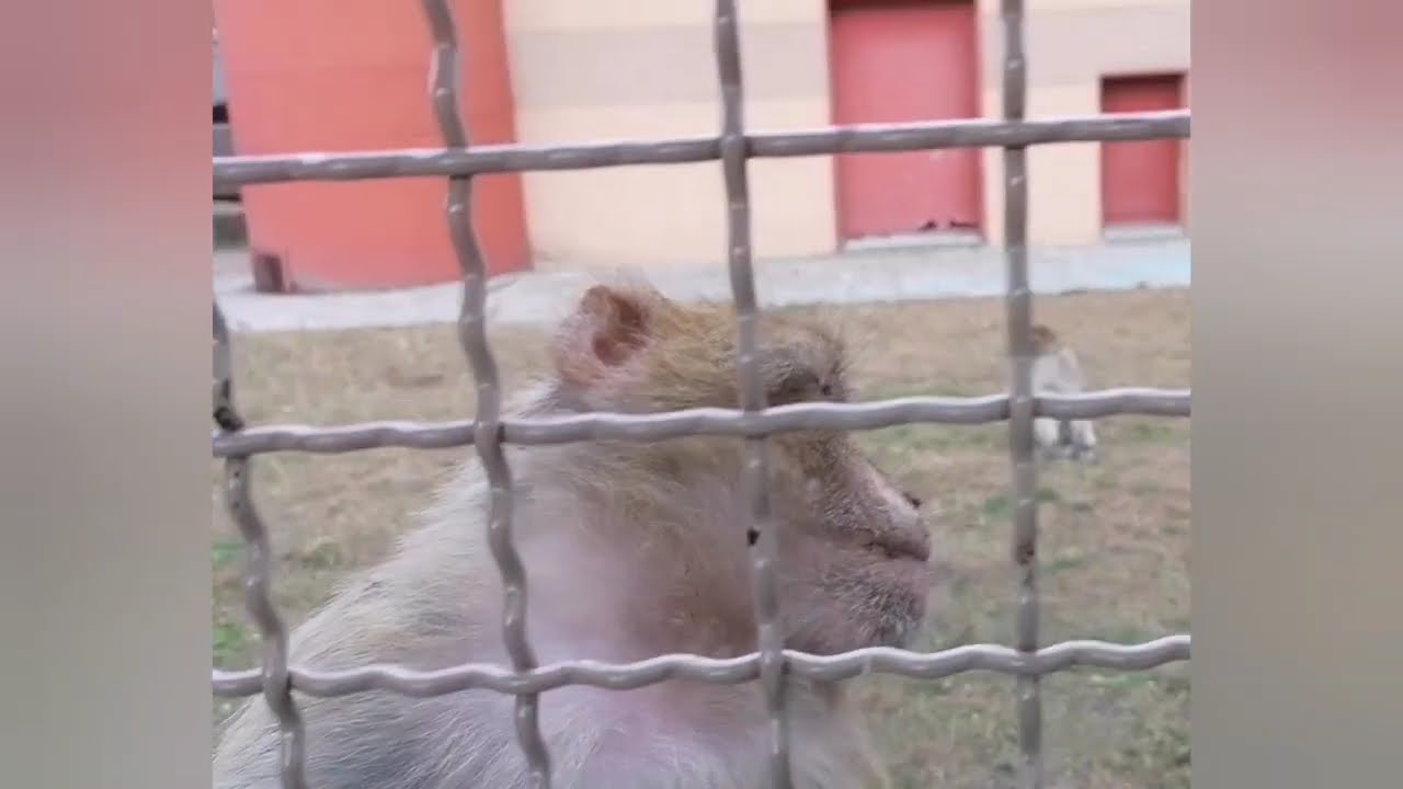 Safariland Stukenbrock 2025 Affen Express Onride Berberaffen Affen füttern 