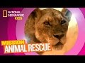 Understanding Lion Behavior and Conservation