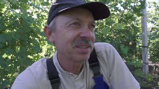 К-ш  Чорнобаївка сорт зарубіжної селекції
